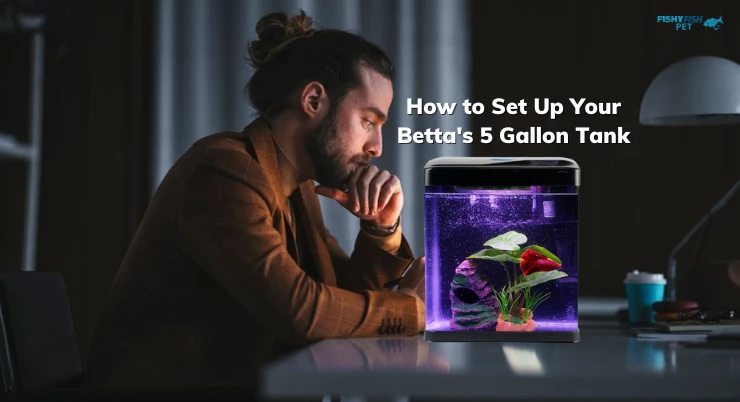 How to Set Up Your Betta's 5 Gallon Tank