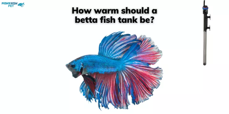 How warm should a betta fish tank be