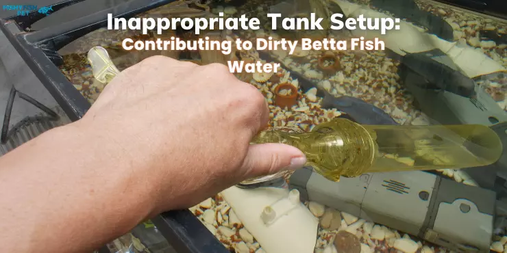 Inappropriate Tank Setup - Contributing to Dirty Betta Fish Water