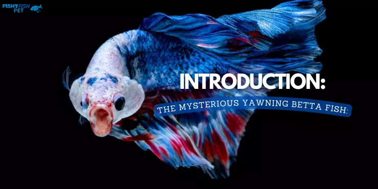 Introduction: The Mysterious Yawning Betta Fish: