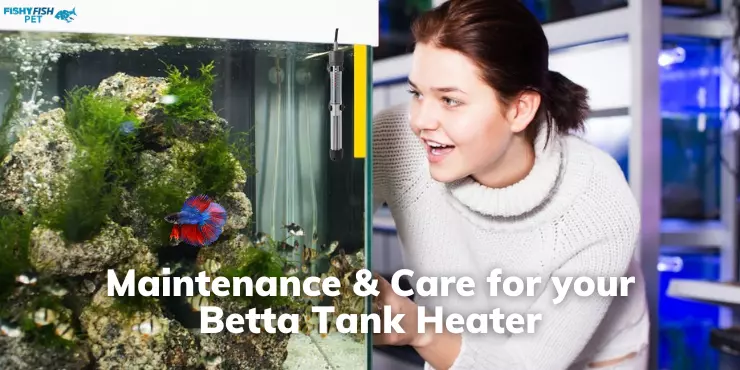 Maintenance & Care for your Betta Tank Heater