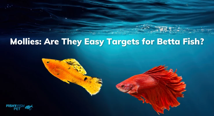 Mollies Are They Easy Targets for Betta Fish