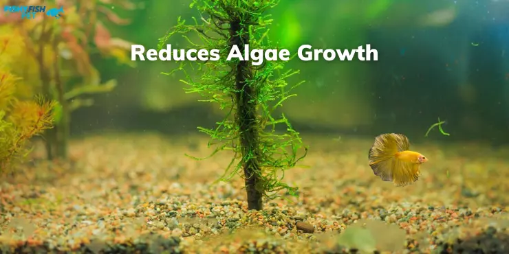 Reduces Algae Growth