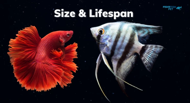 Size & Lifespan