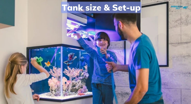 Betta Fish vs Goldfish Tank size Set up