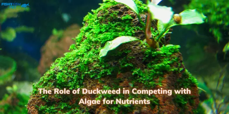 The Role of Duckweed in Competing with Algae for Nutrients