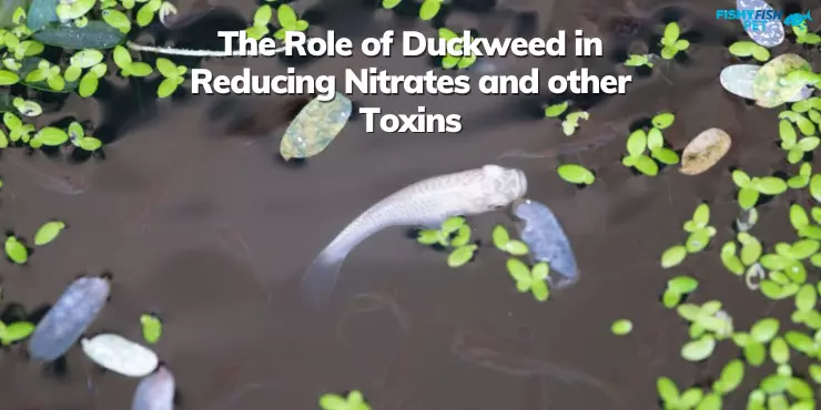 The Role of Duckweed in Reducing Nitrates and other Toxins