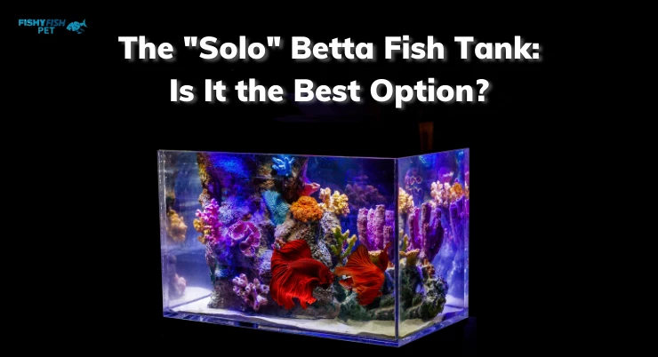 The Solo Betta Fish Tank Is It the Best Option