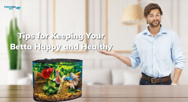 Tips for Keeping Your Betta Happy and Healthy