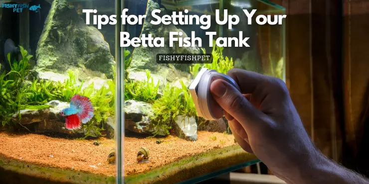 Tips for Setting Up Your Betta Fish Tank.