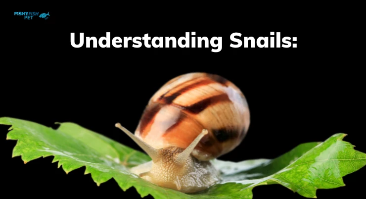 Understanding Snails