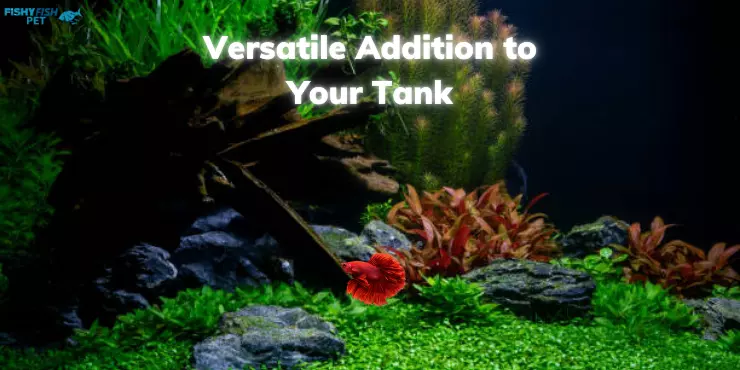 Versatile Addition to Your Tank