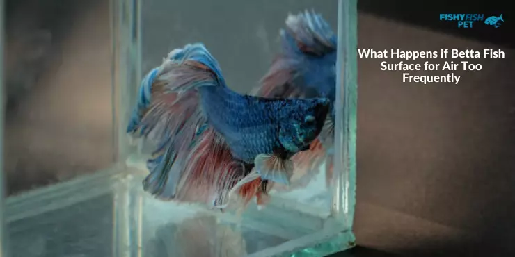 What Happens if Betta Fish Surface for Air Too Frequently