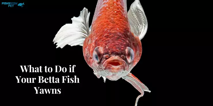 What to Do if Your Betta Fish Yawns