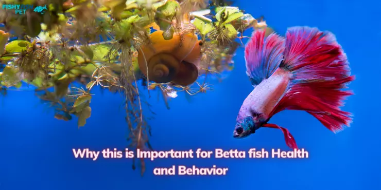 Why this is Important for Betta fish Health and Behavior
