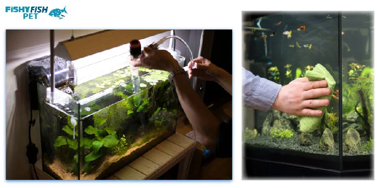 how to clean a betta fish tank 2. How to Do a Thorough Aquarium Clean 1
