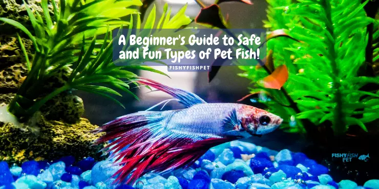 Green scenery with fish under water in a tank- A Beginner's Guide to Safe and Fun Types of Pet Fish!