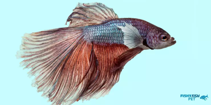 Betta-Fish-Behavior-Before-Death-old-betta-fish-FishyFishPet