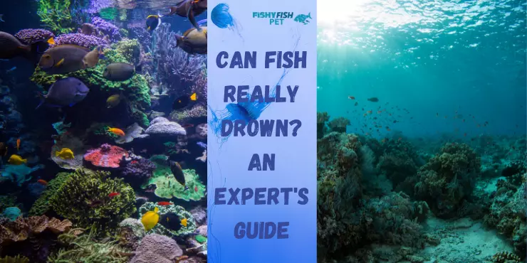 Underwater view both thriving and desolate - Can Fish Really Drown? An Expert's Guide