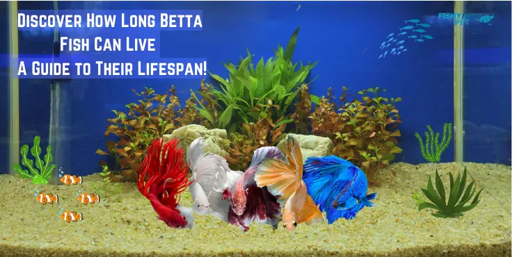 Different species of Betta fish in a tank - Discover How Long Betta Fish Can Live - A Guide to Their Lifespan!