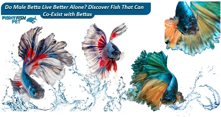 Do Male Betta Live Better Alone Discover Fish That Can Co Exist With Bettas.webp
