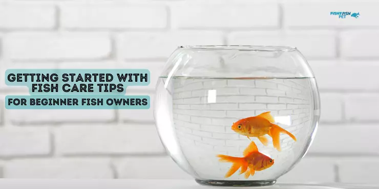 Fish care tips for beginners - gold fish in a bowl - fishyfishpet