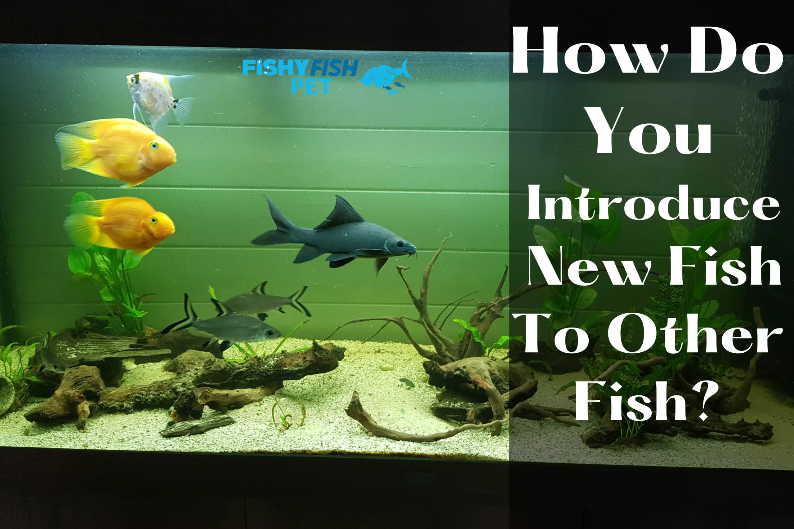 Introducing New Fish to Your Existing Tank How Do You Introduce New Fish To Other Fish Fishyfishpet scaled