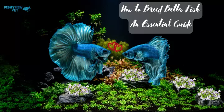 Pair of Bettas preparing to breed - How to Breed Betta Fish: An Essential Guide FishyFish Pet