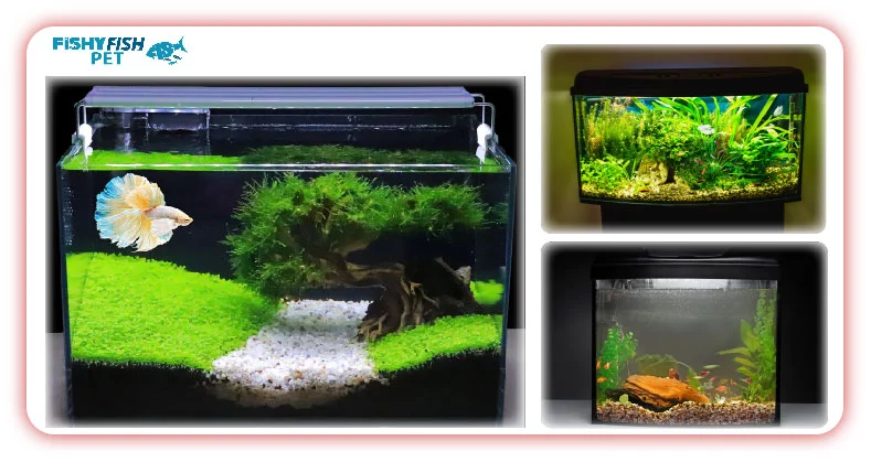 How to Clean a Betta Fish Tank for Beginners