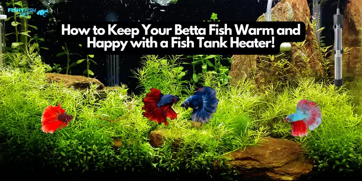 How to Keep Your Betta Fish Warm and Happy with a Fish Tank Heater