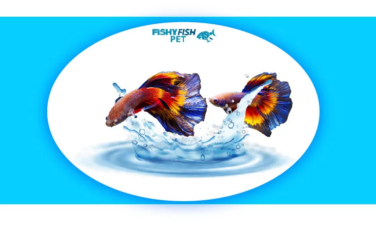 how do betta fish mate Introduction Of Betta Fish 1