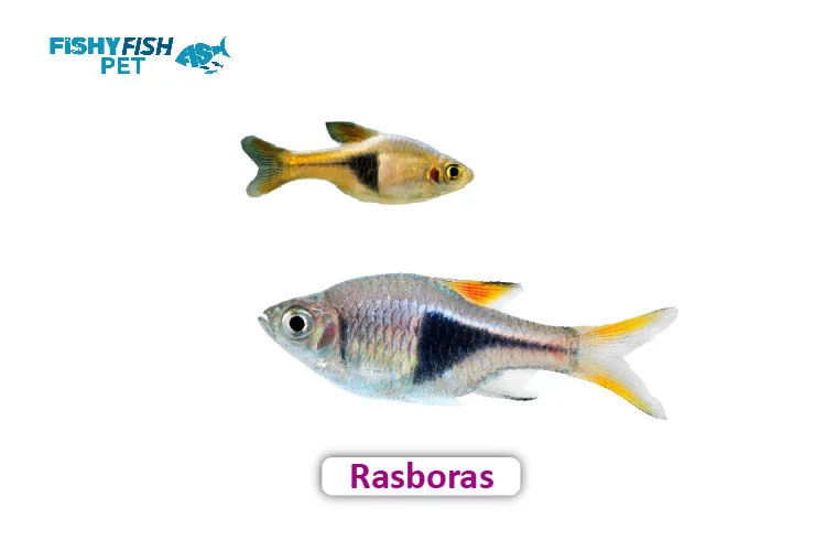 What fish can live with a male betta Rasboras