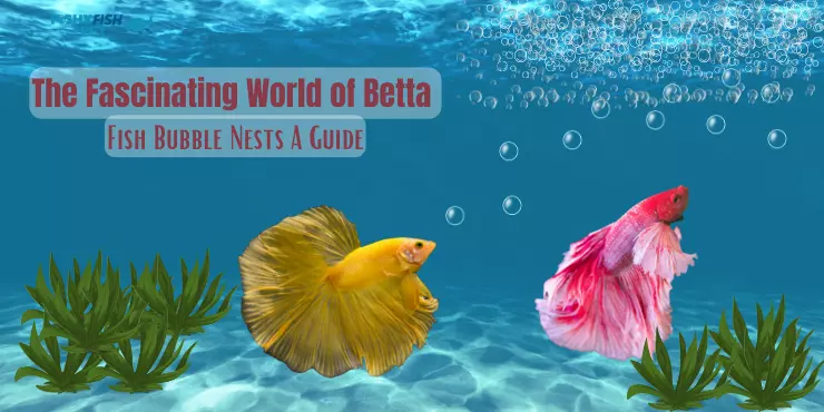Betta fish blowing bubbles - The Fascinating World of Betta Fish Bubble Nests A Guide