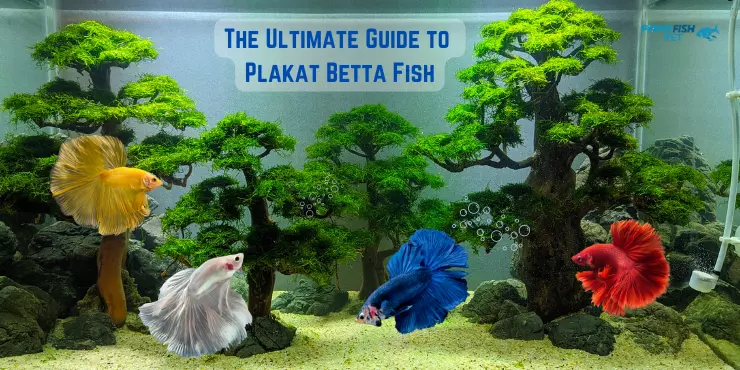 Plakat bettas swimming with green tank background - The Ultimate Guide to Plakat Betta Fish
