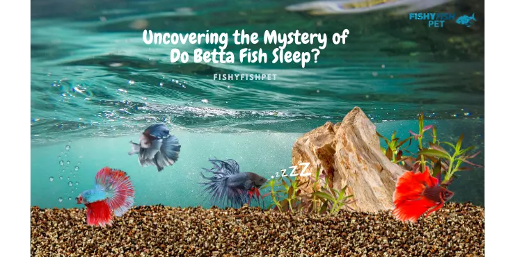 Multiple fish sleeping - Uncovering the Mystery of Do Betta Fish Sleep?