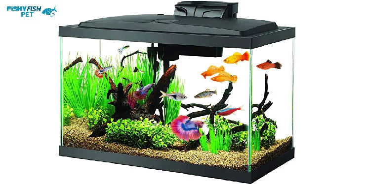 What fish can live with a male betta What Fish Can Live With Male Bettas in a 10 Gallon Tank
