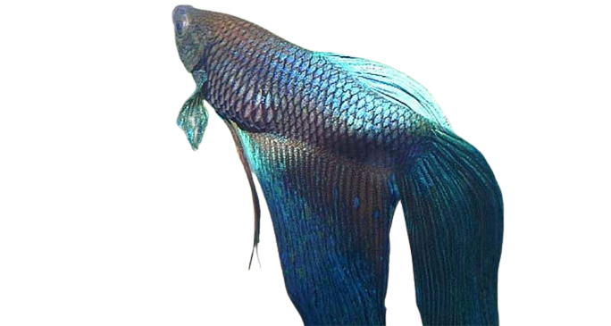 betta fish losing color betta fish with swim bladder disorder 750x400 removebg preview