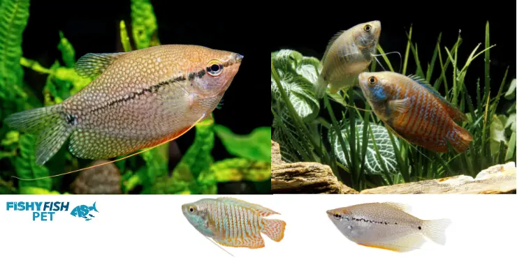 best freshwater fish for 10 gallon tank ezgif.com gif maker 18 1