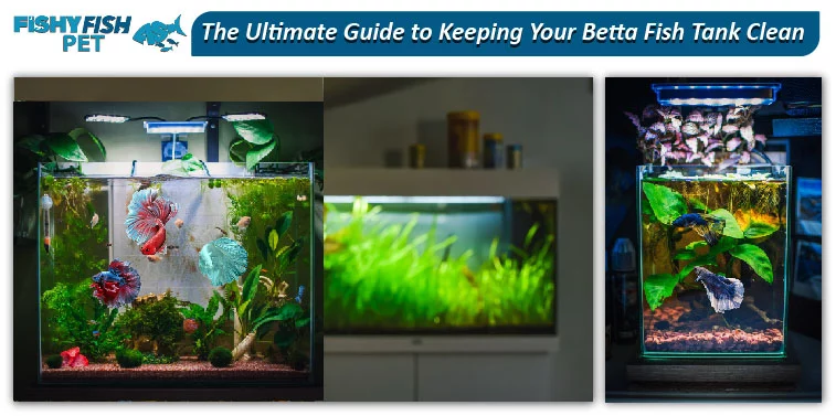 The Ultimate Guide to Keeping Your Betta Fish Tank Clean