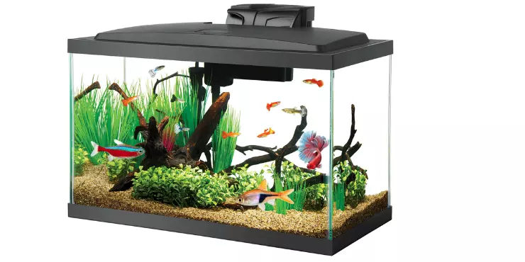 Best Freshwater Fish for 10 Gallon Tank!