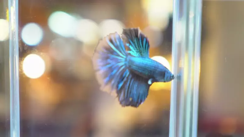 where do betta fish come from blue betta in a while glass aquarium