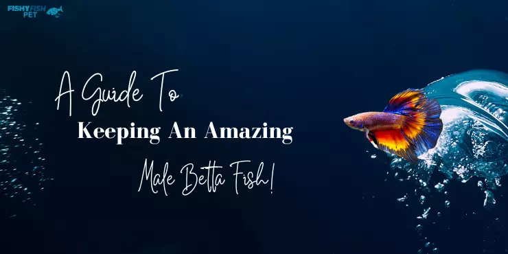 A Guide to Keeping an Amazing Male Betta Fish!