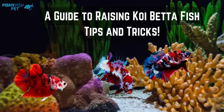 A Guide to Raising Koi Betta Fish Tips and Tricks!