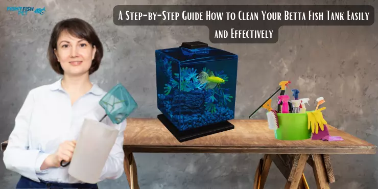 A Step-by-Step Guide How to Clean Your Betta Fish Tank Easily and Effectively