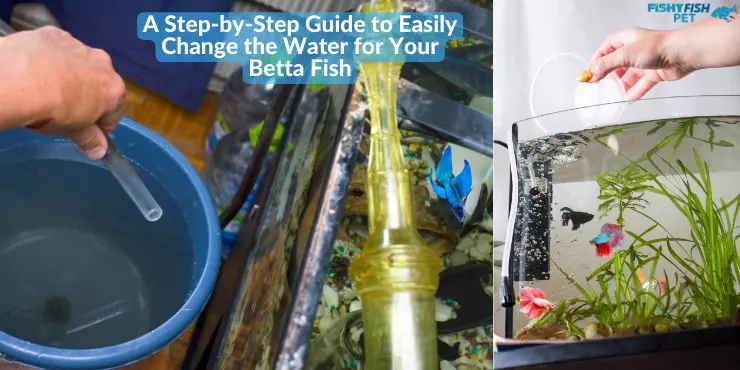 A Step-by-Step Guide to Easily Change the Water for Your Betta Fish