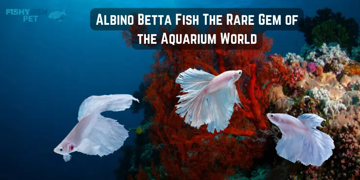 Albino Betta Fish The Rare Gem of the Aquarium World