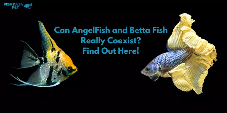 Betta And Angelfish live together