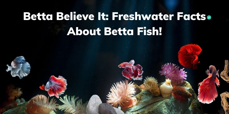 Betta Believe It Freshwater Facts About Betta Fish!