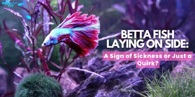 Betta Fish swimming in aquarium - Betta Fish Laying on Side: A Sign of Sickness or Just a Quirk?