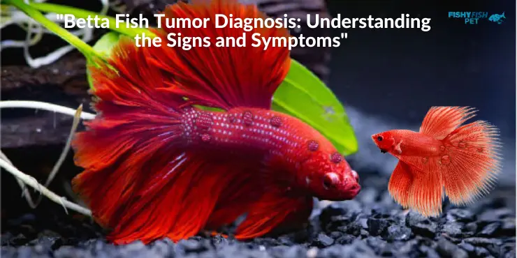 Betta Fish Tumor Diagnosis Understanding the Signs and Symptoms